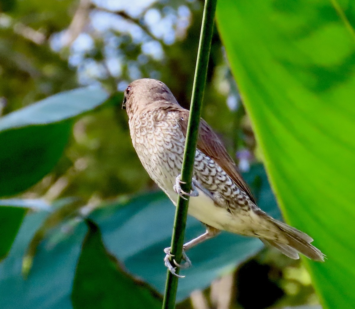 Scaly-breasted Munia - ML646690760