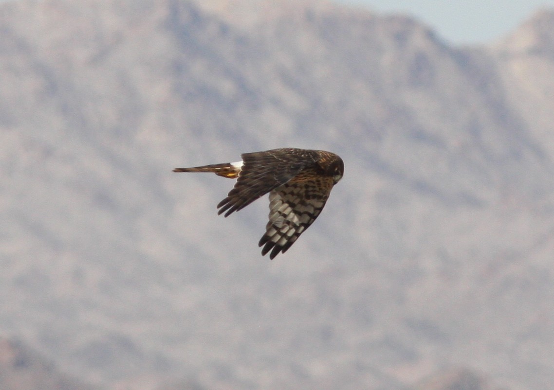 Американский лунь - ML646690761