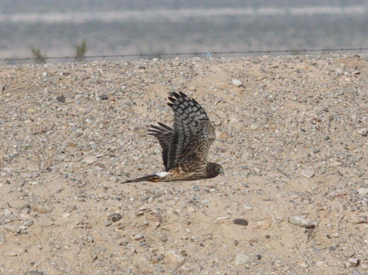 Американский лунь - ML646690762