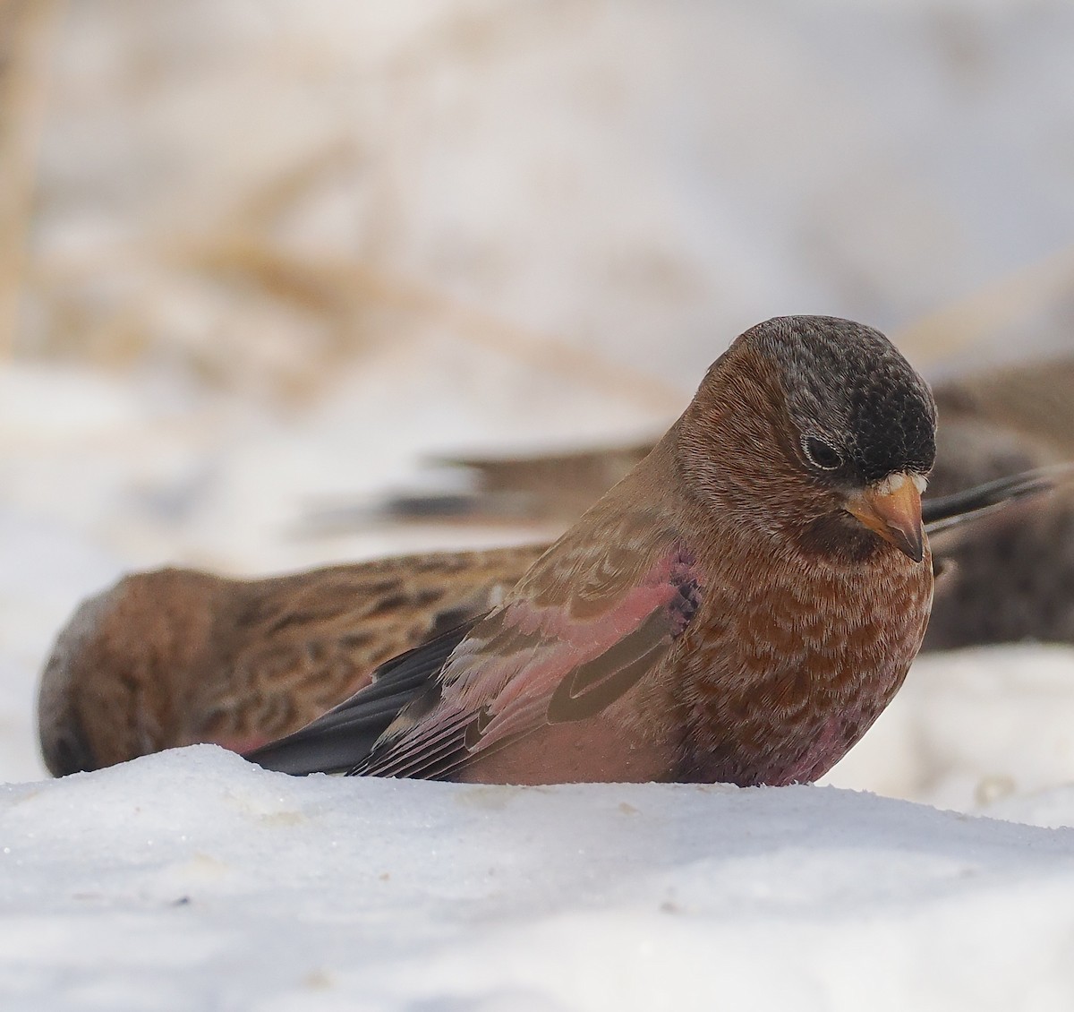 Coloradoschneegimpel - ML646690766