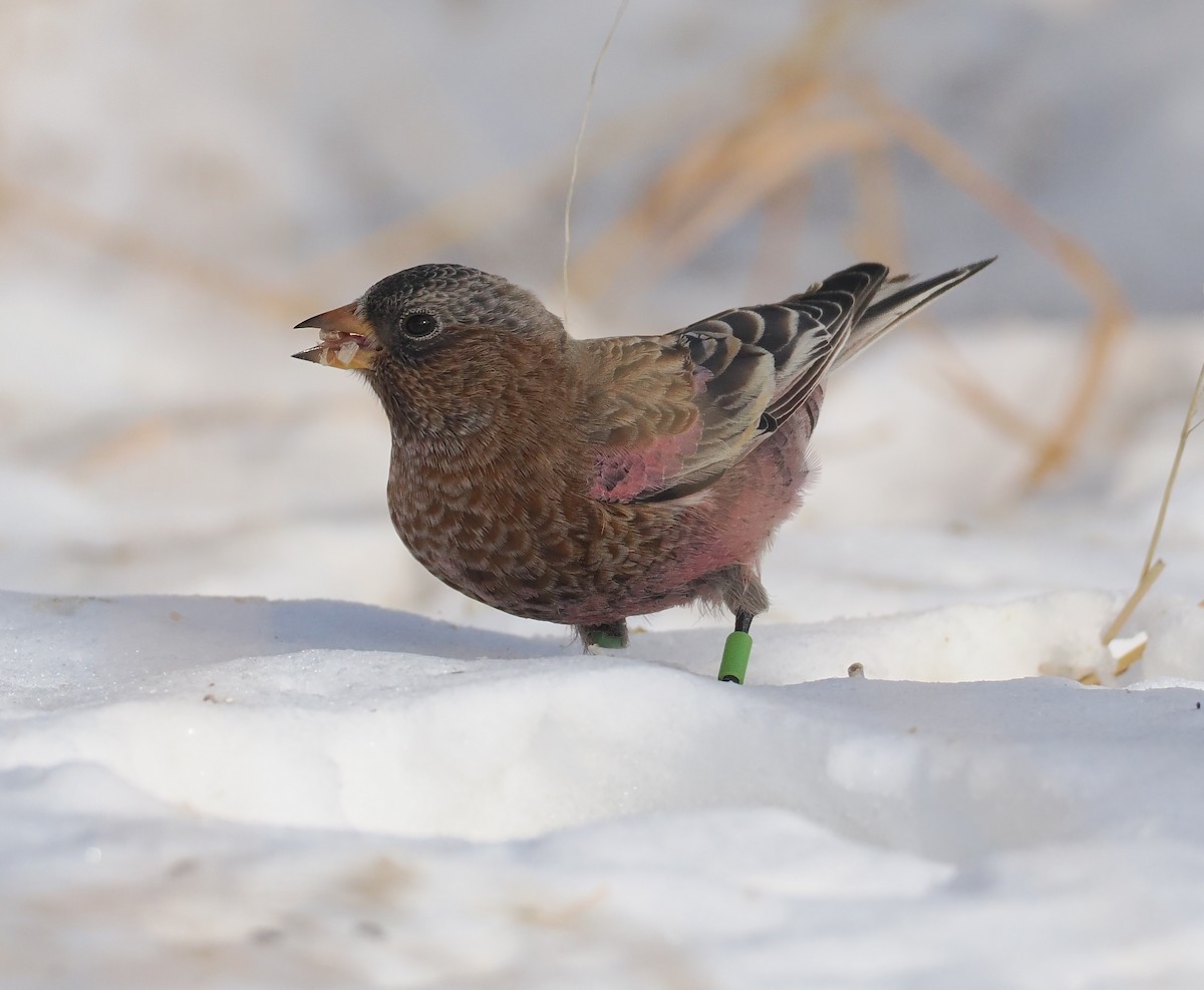 Coloradoschneegimpel - ML646690767