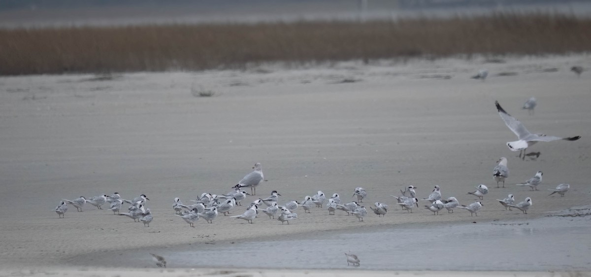 メリケンアジサシ - ML646690768