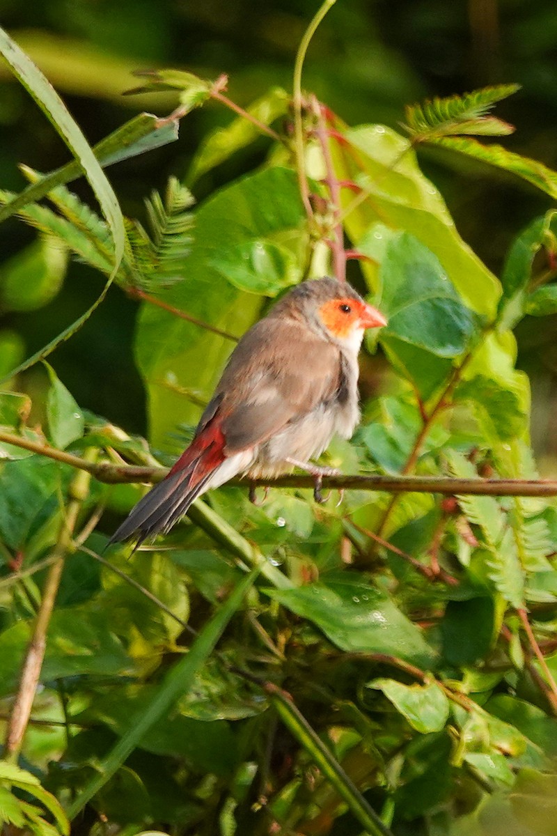 Orange-cheeked Waxbill - ML646690769