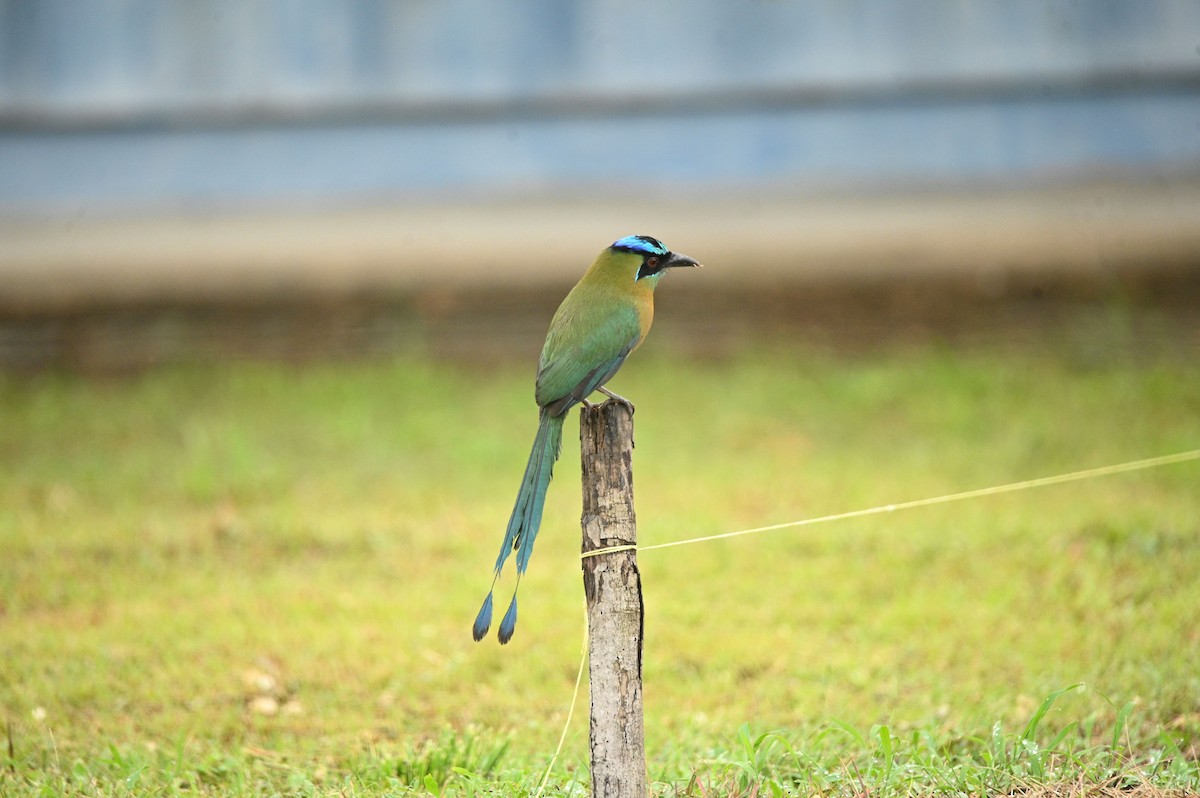 Lesson's Motmot - ML646690770