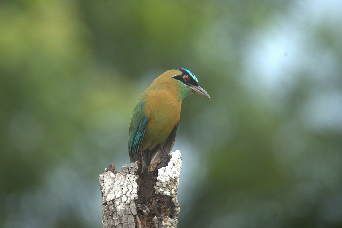 Lesson's Motmot - ML646690771