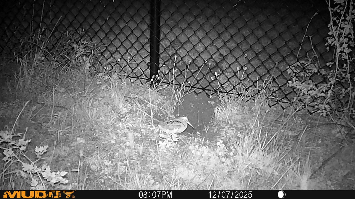 American Woodcock - ML646690772