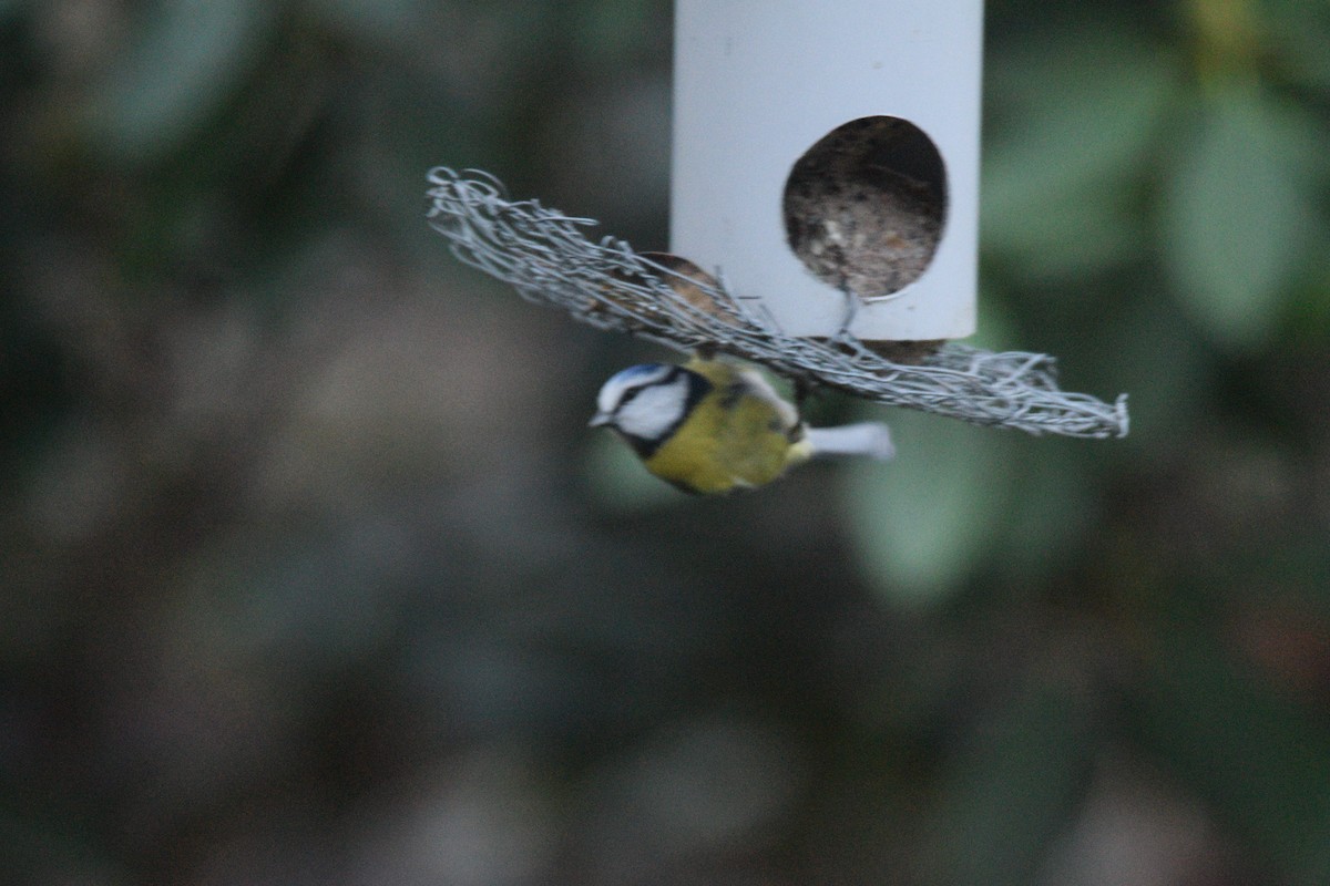 Eurasian Blue Tit - ML646690773