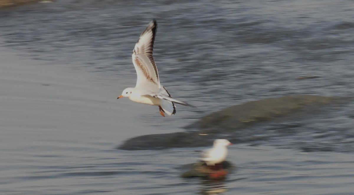 Black-headed Gull - ML646690775