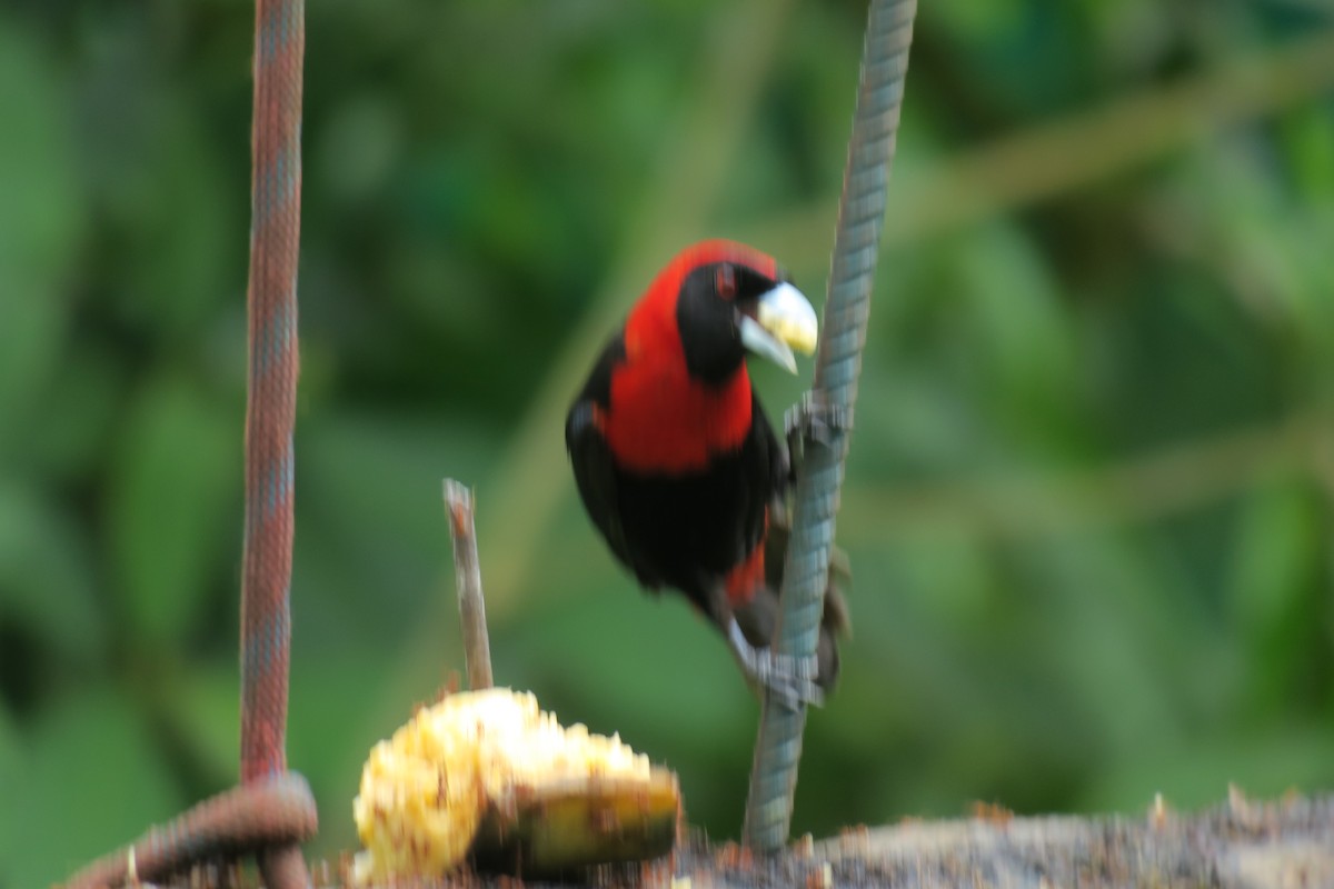 Crimson-collared Tanager - ML646690776