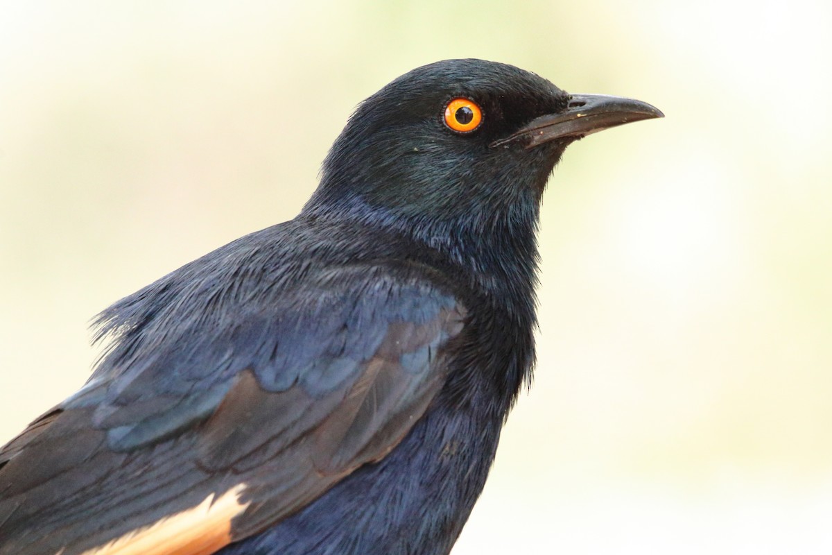 Pale-winged Starling - ML646690777