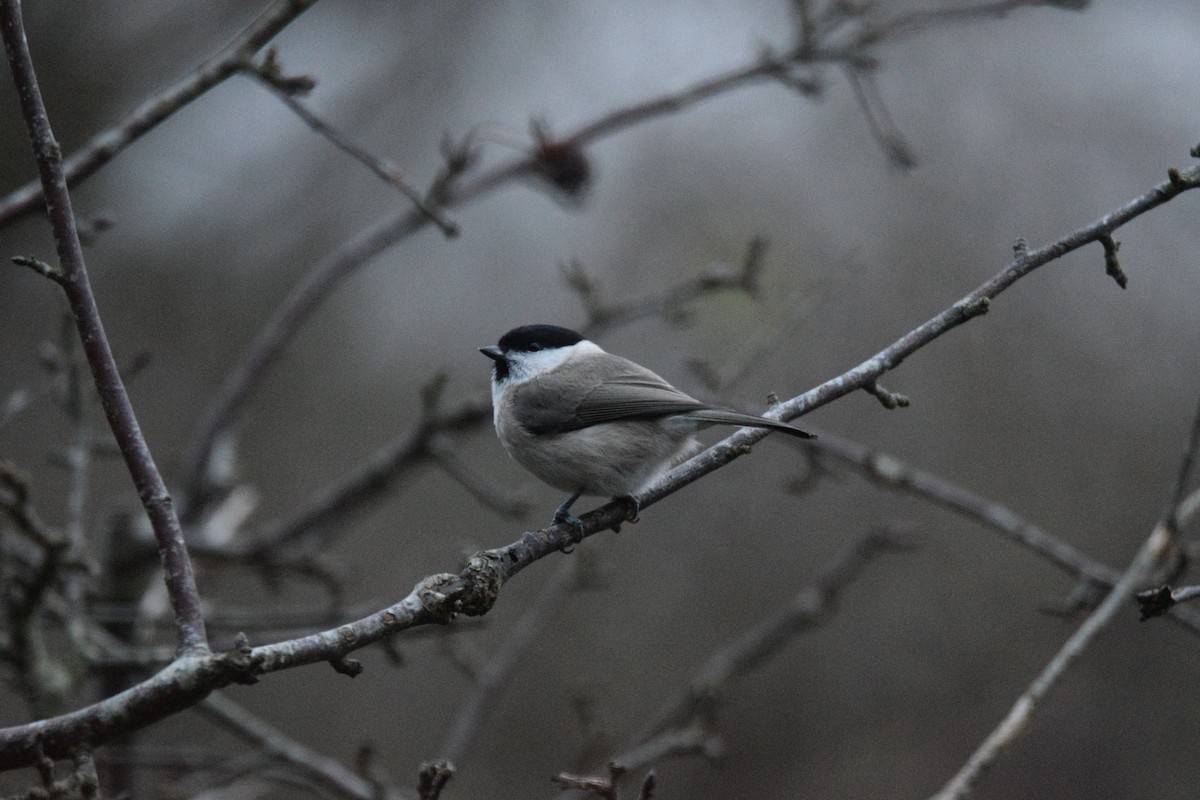 Marsh Tit - ML646690781