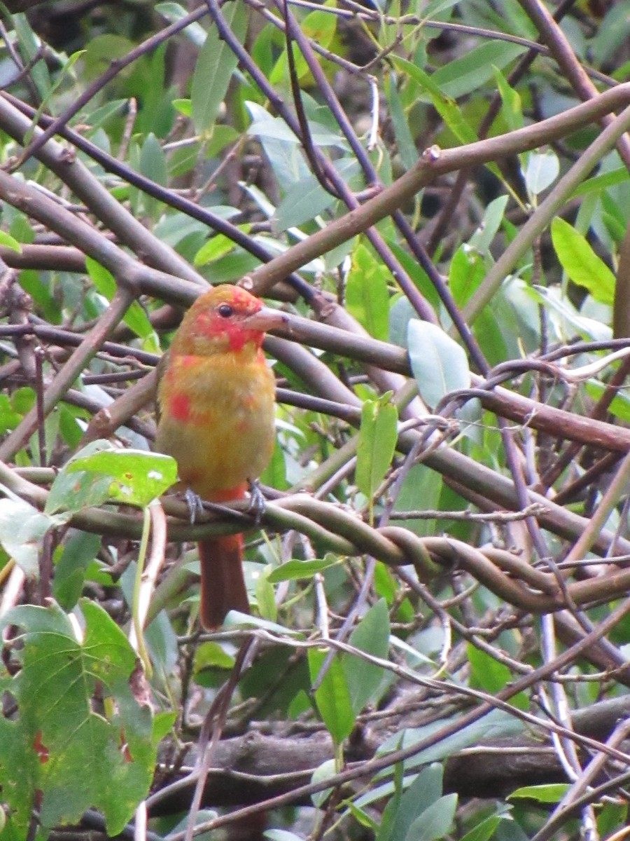 Summer Tanager - ML646690782