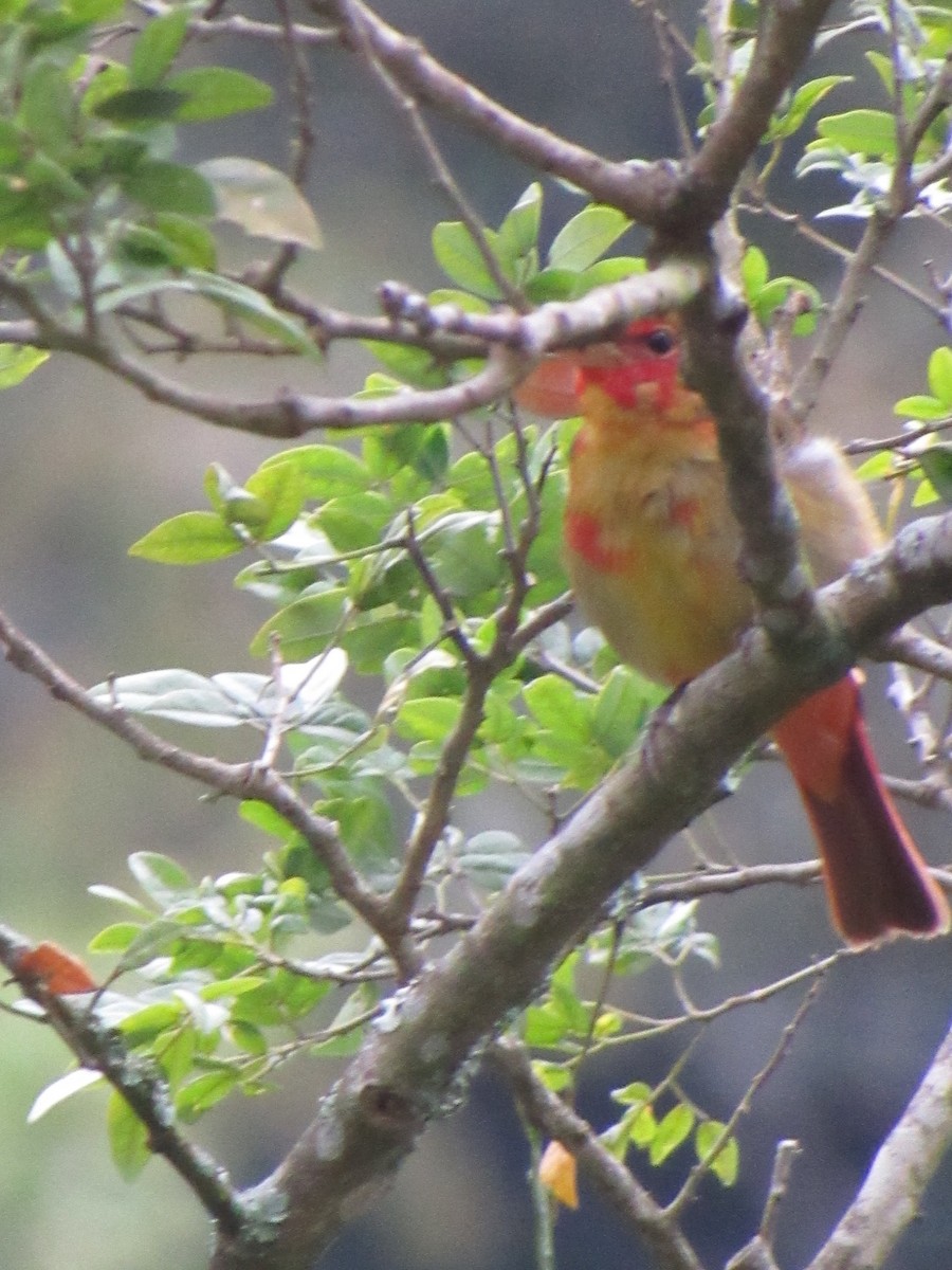 Summer Tanager - ML646690783