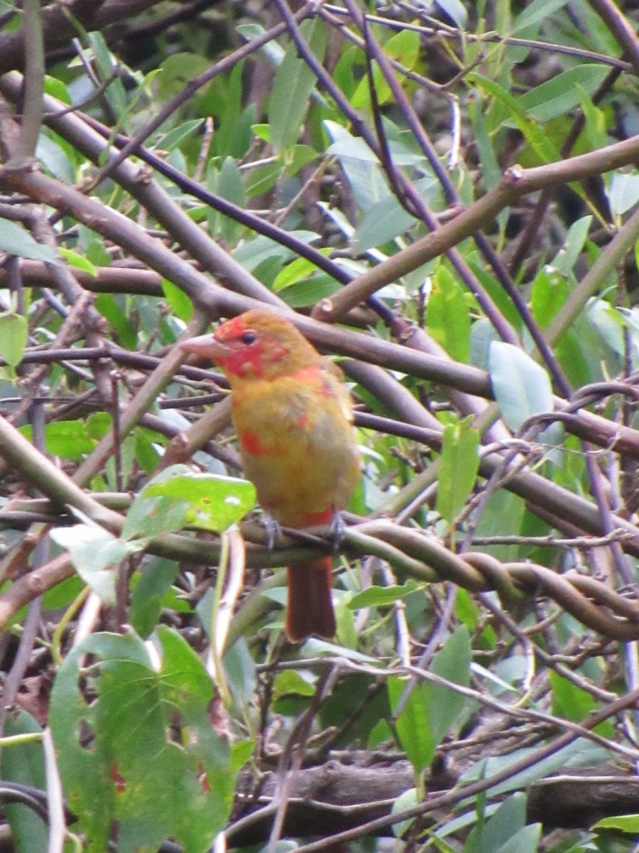 Summer Tanager - ML646690784