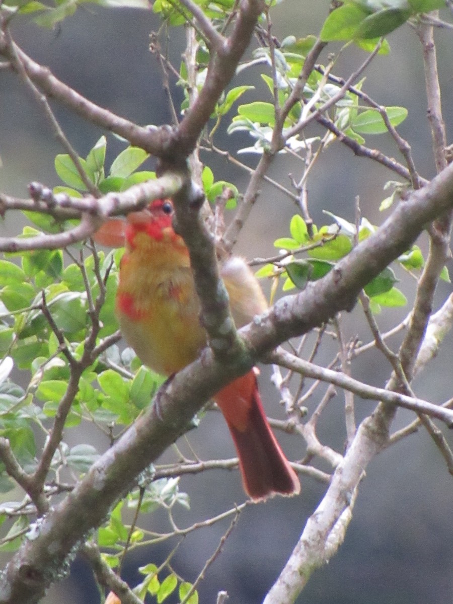 Summer Tanager - ML646690785