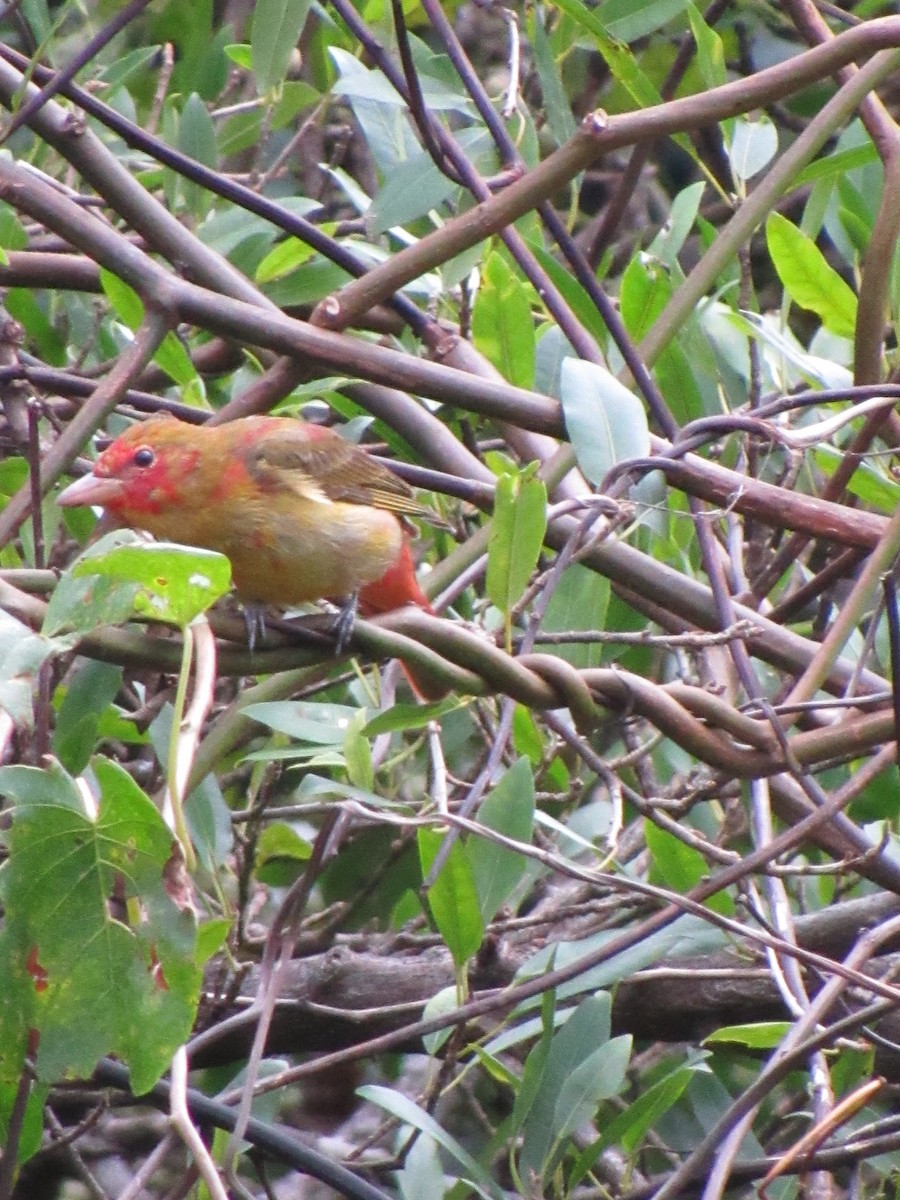 Summer Tanager - ML646690786