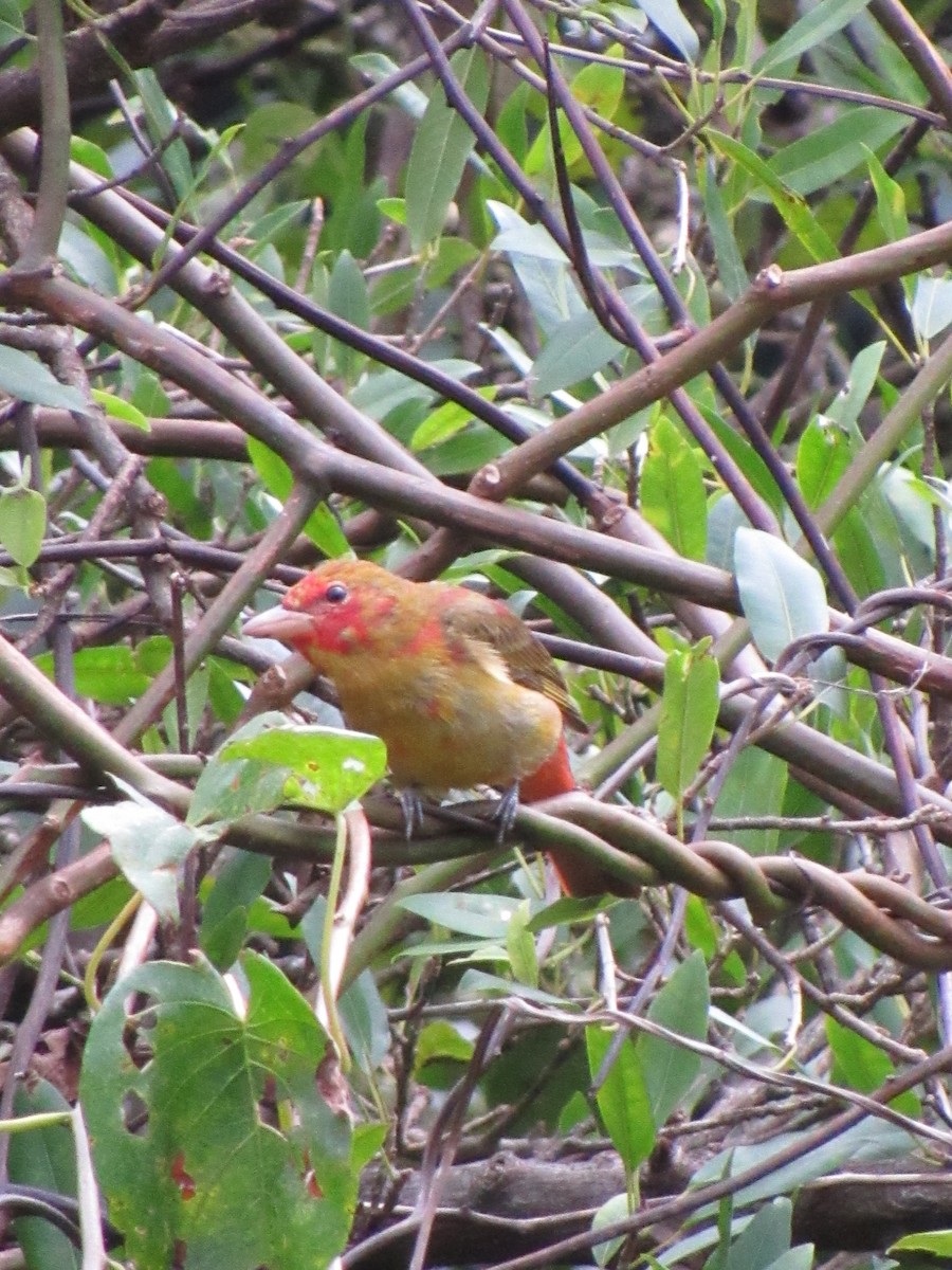 Summer Tanager - ML646690787