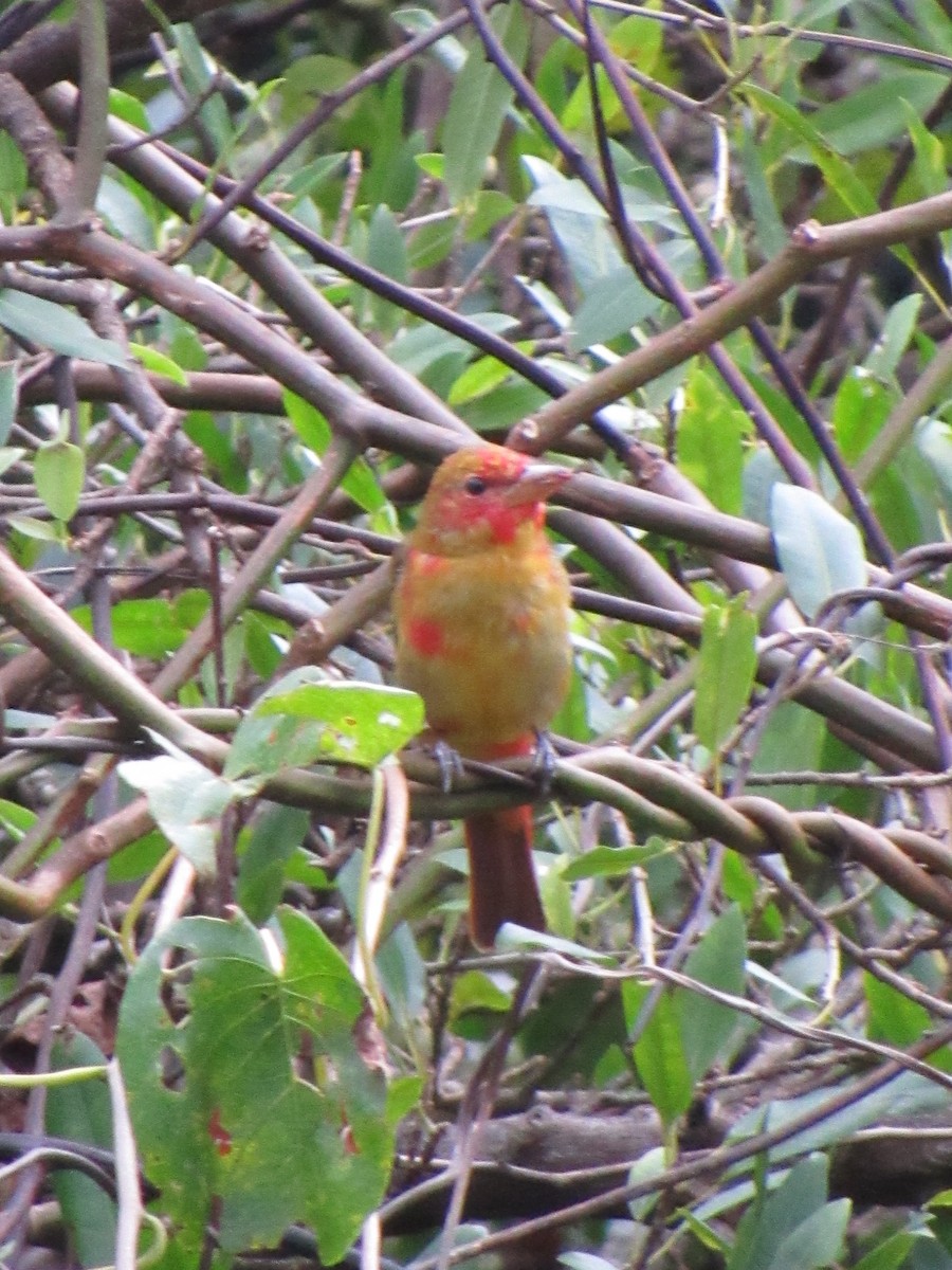 Summer Tanager - ML646690788