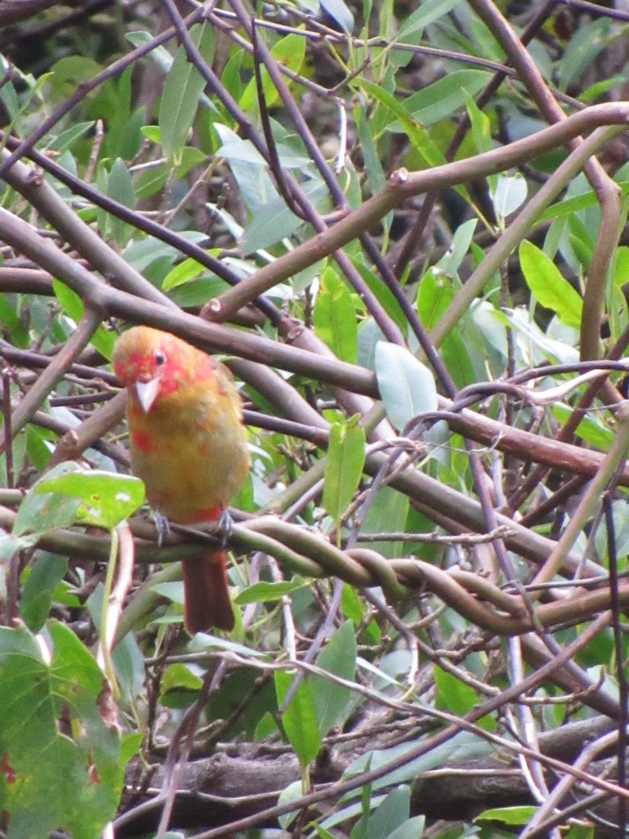 Summer Tanager - ML646690789