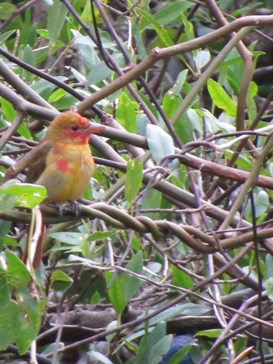 Summer Tanager - ML646690790