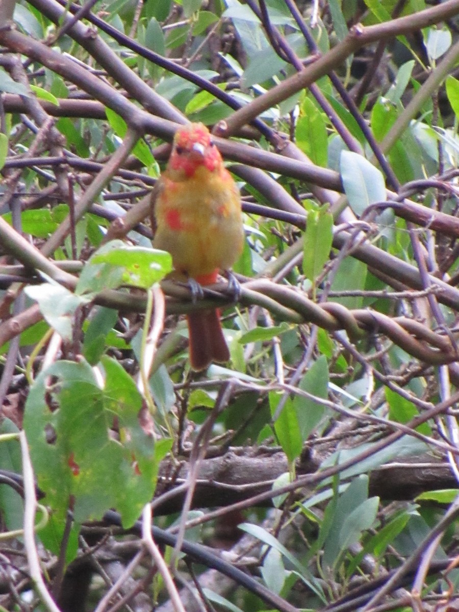 Summer Tanager - ML646690791