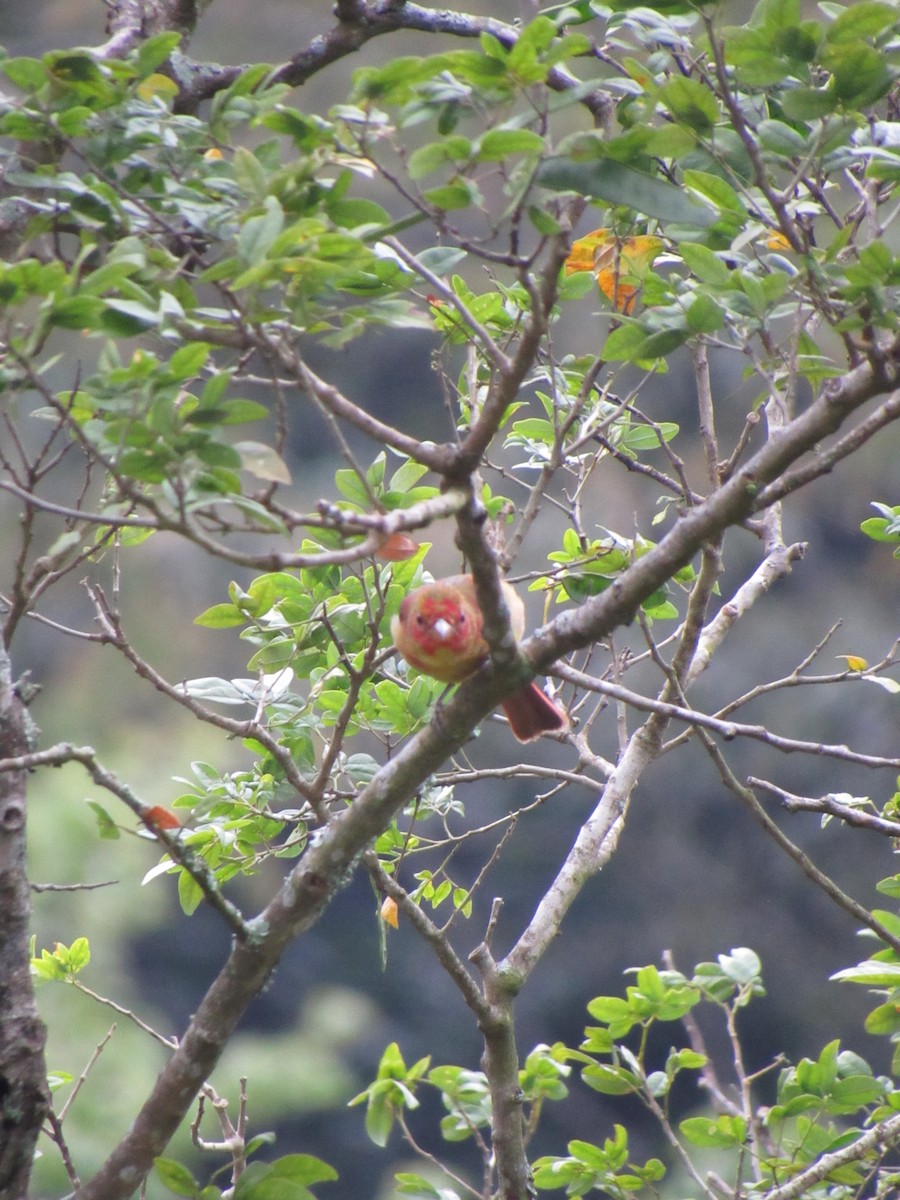 Summer Tanager - ML646690792