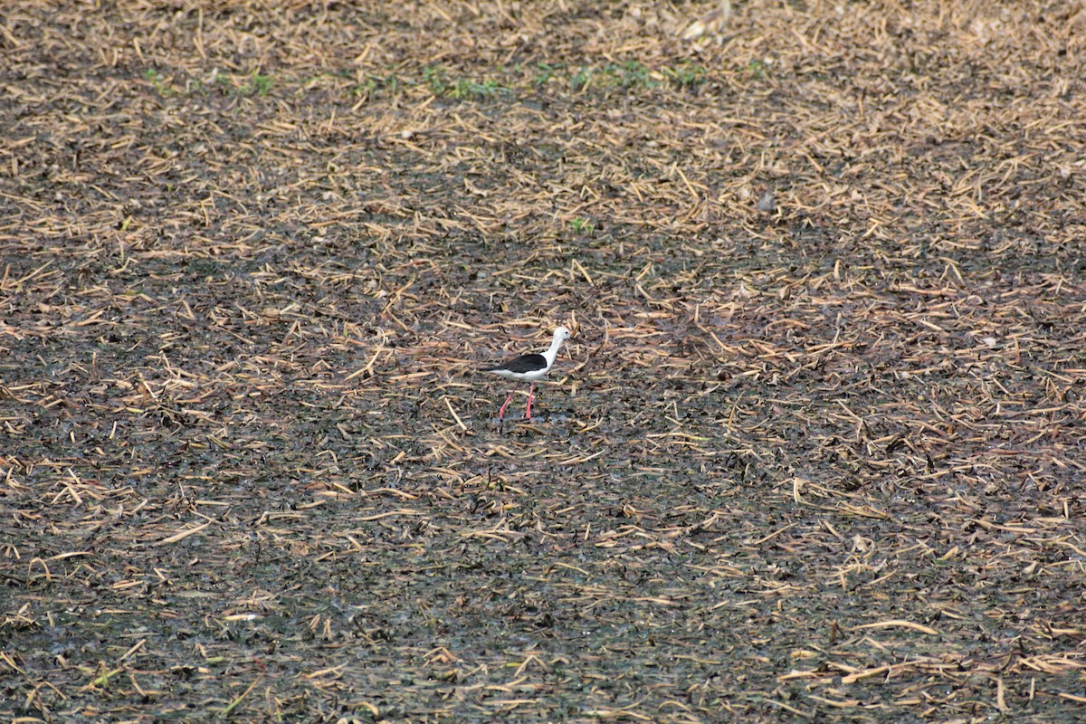 Black-winged Stilt - ML646690794