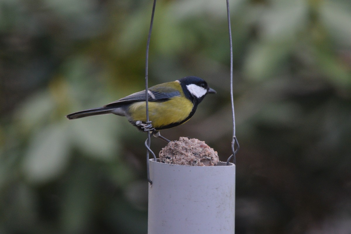 Great Tit - ML646690795
