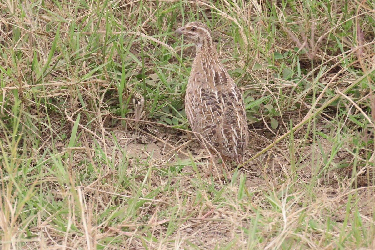 Harlequin Quail - ML646690796