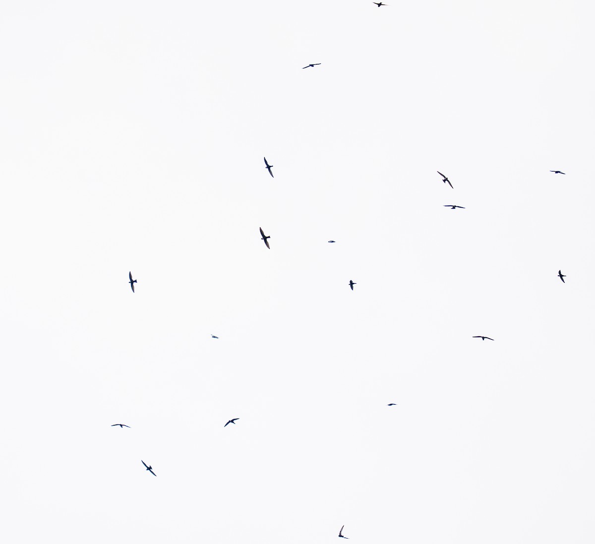 White-collared Swift - ML646690797