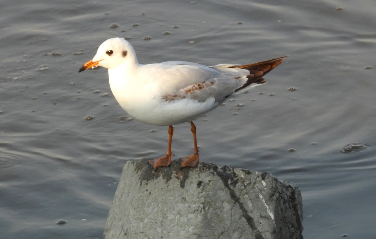 Black-headed Gull - ML646690798