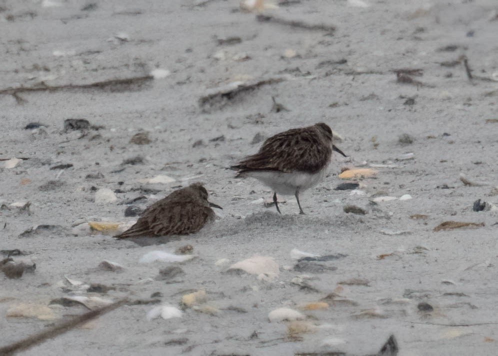 Least Sandpiper - ML646690799