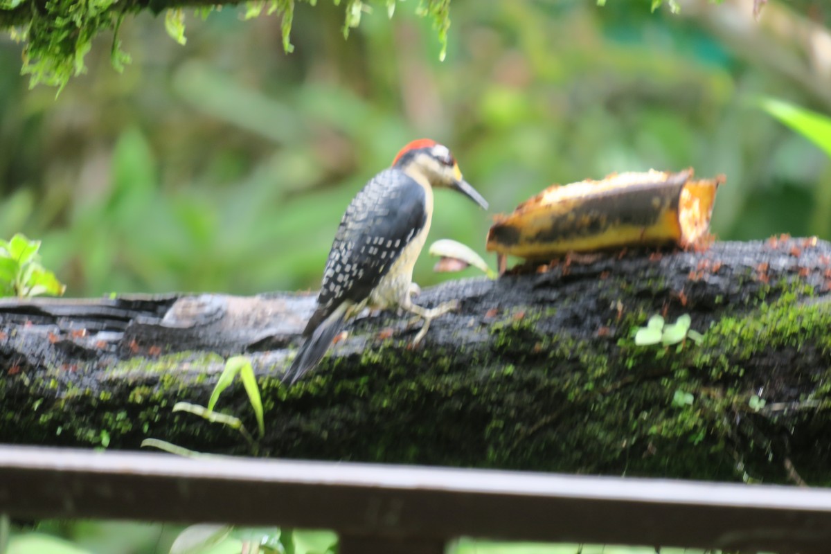 Black-cheeked Woodpecker - ML646690801