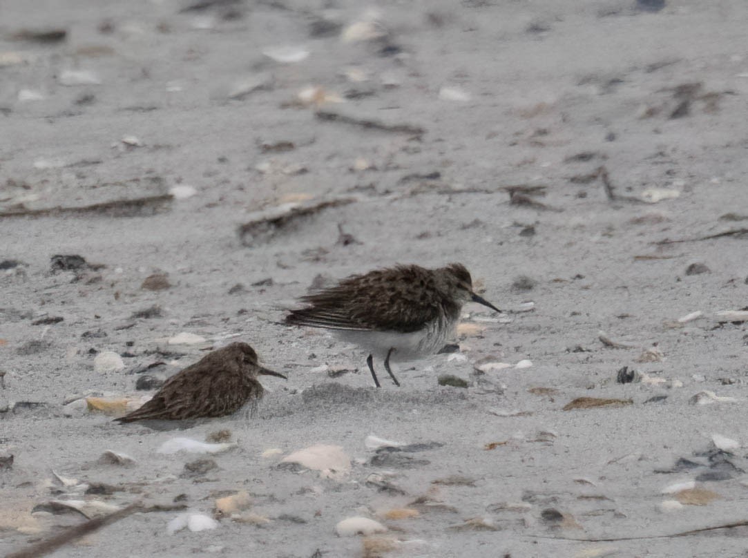 Least Sandpiper - ML646690810