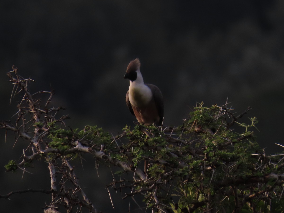 Bare-faced Go-away-bird - ML646690811