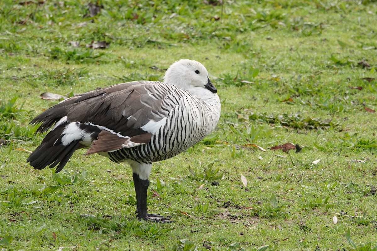 Upland Goose - ML646690812