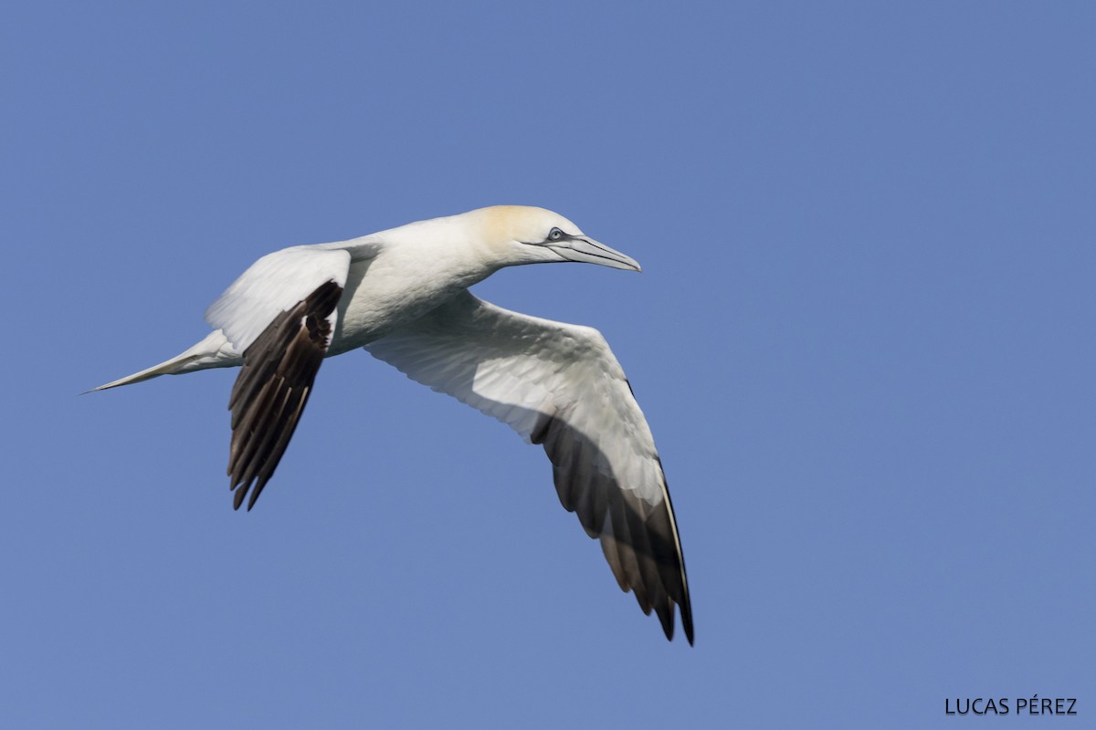 Северная олуша - ML646690813