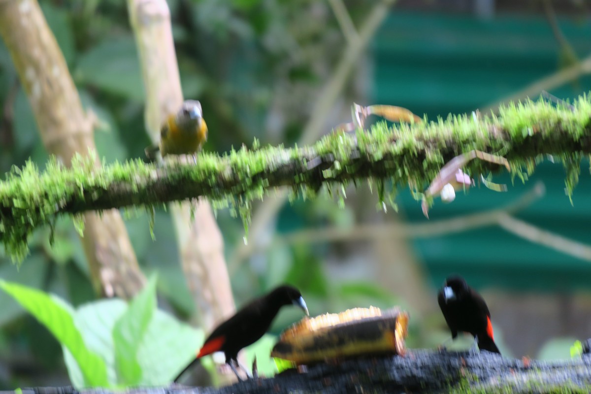 Scarlet-rumped Tanager - ML646690815