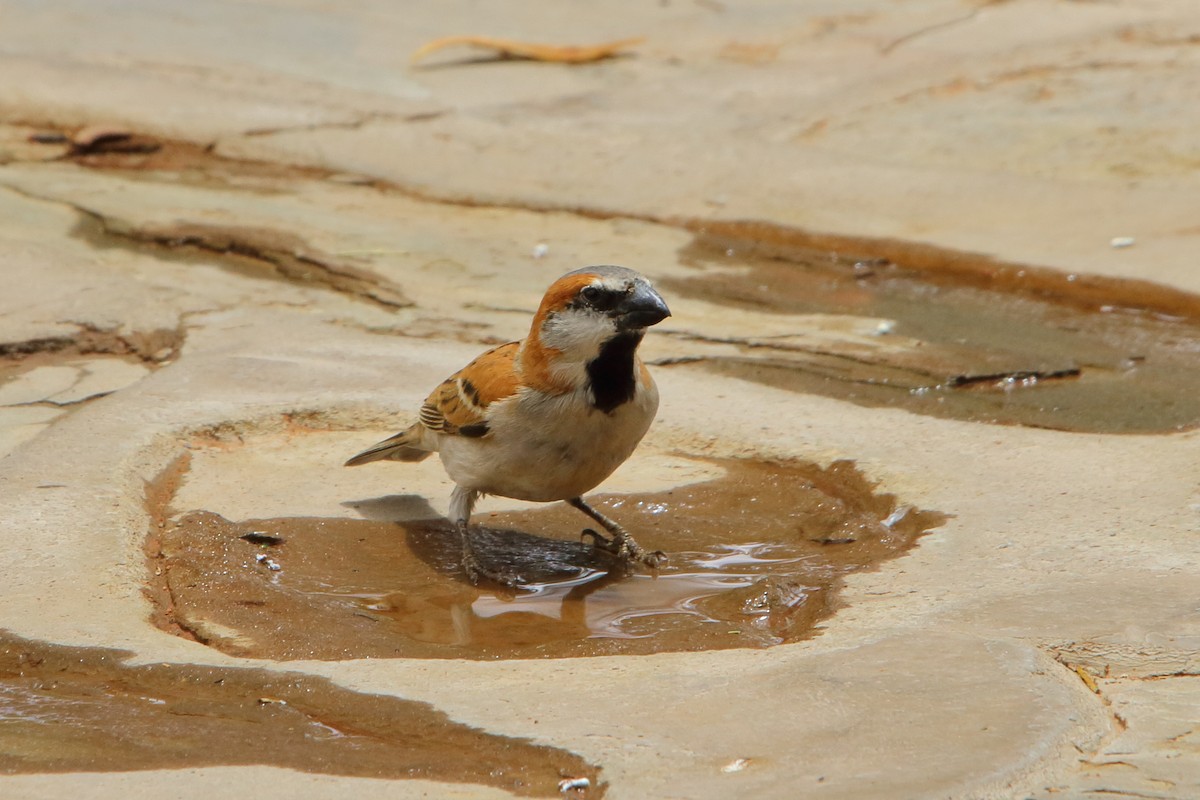 オオスズメ - ML646690818