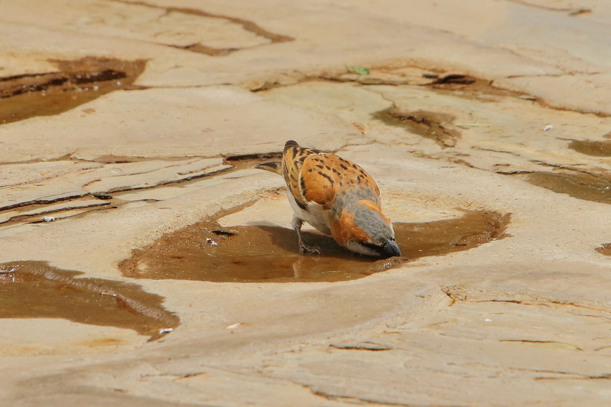 オオスズメ - ML646690819