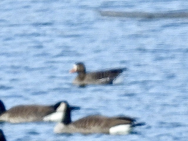 Oca lombardella - ML646690820