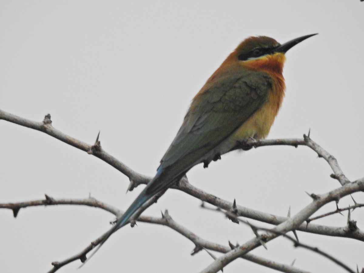 Blue-tailed Bee-eater - ML646690821
