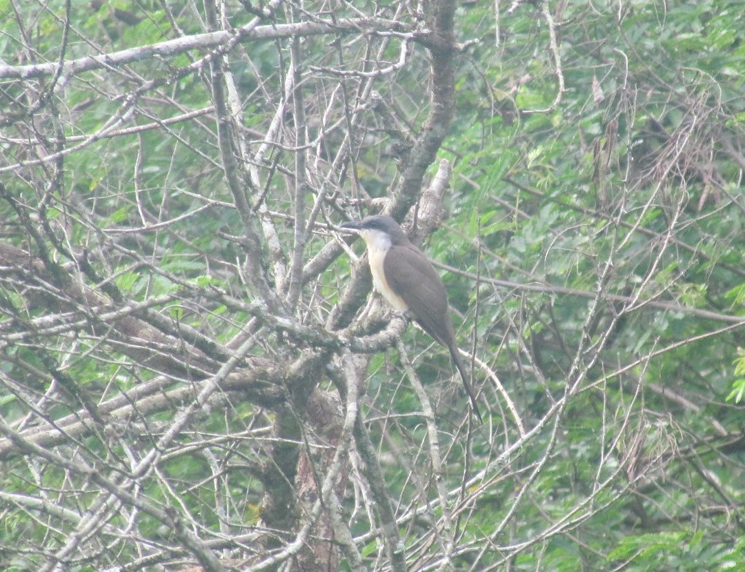 Кукліло бурий - ML646690823