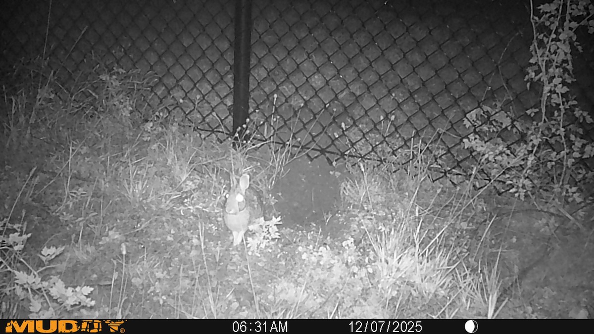 Swamp Rabbit - ML646690824