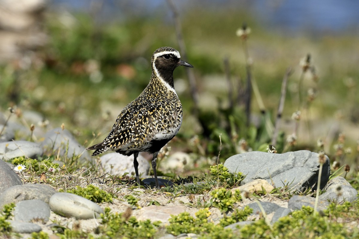 Altın Yağmurcun - ML646690825