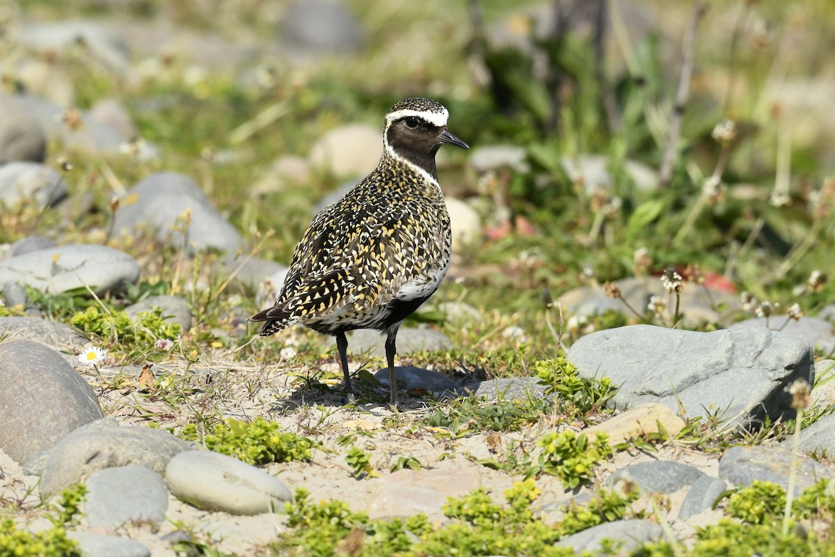 Altın Yağmurcun - ML646690826