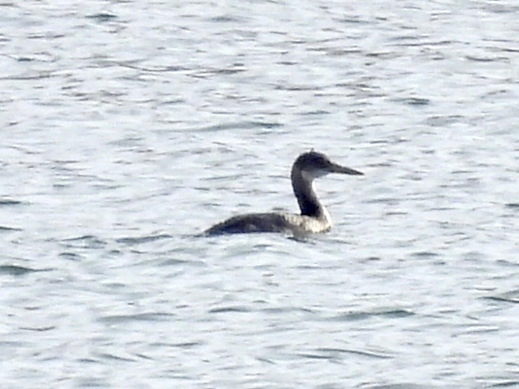 Svasso collorosso - ML646690827