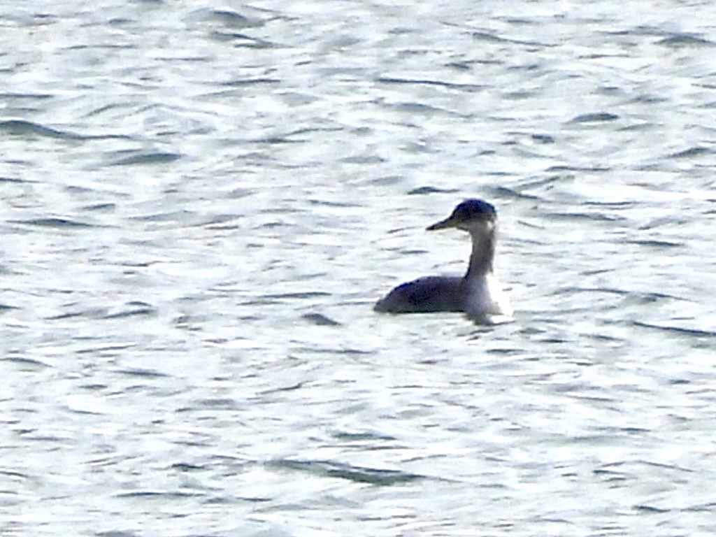 Svasso collorosso - ML646690829