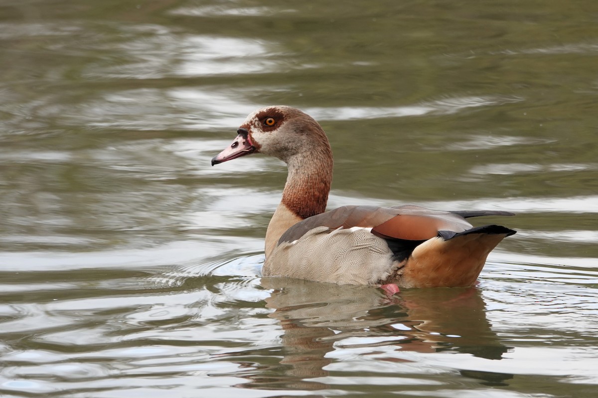 Egyptian Goose - ML646690831