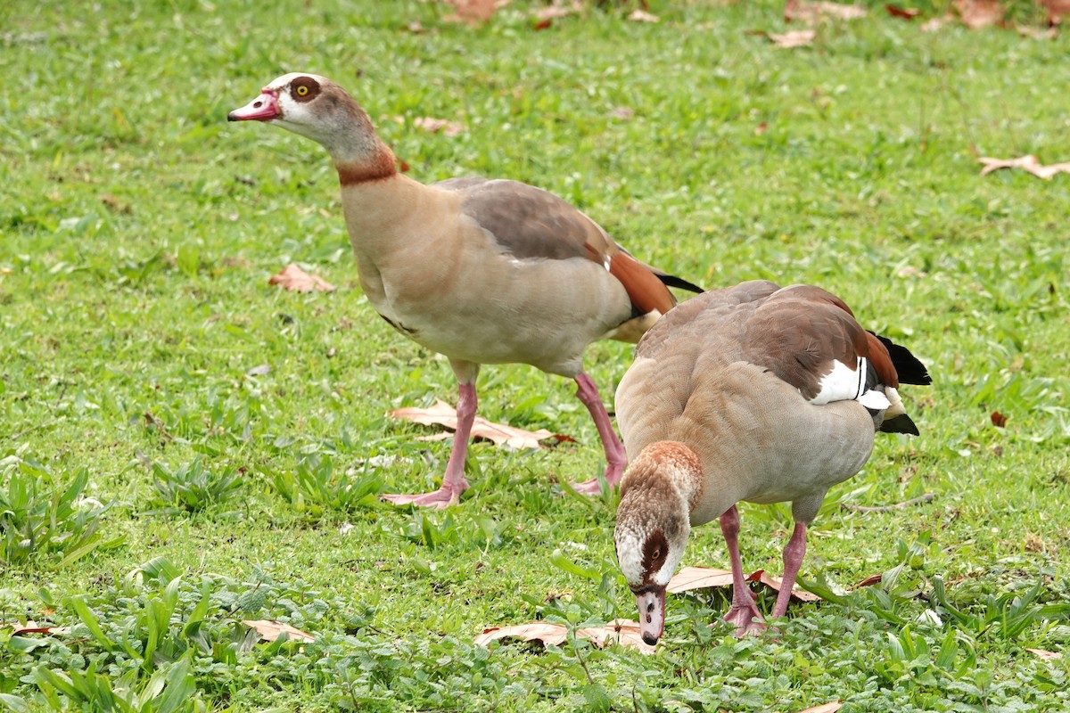 Egyptian Goose - ML646690834